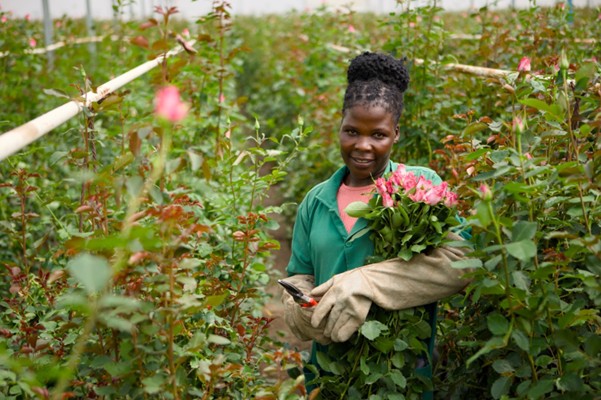 Fairtrade roser